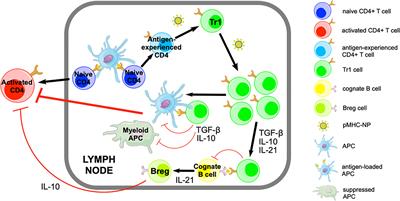 Re-Programming Autoreactive T Cells Into T-Regulatory Type 1 Cells for the Treatment of Autoimmunity